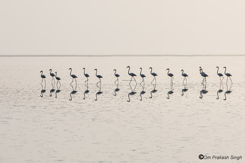 Young flamingoes marching in Sambhar Lake in Jaipur district, Rajasthan - view helps improve mental health